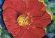 Svandrlik Heilwig - Blume 3 Kapuzinerkresse rot 70x50cm Acryl Leinwand 150 Euro.jpg